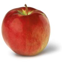 cortland apple