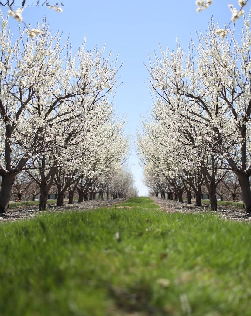 orchard in Newburgh NY