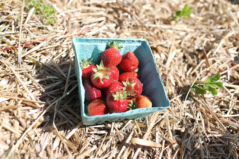 Lawrence Farms Orchards