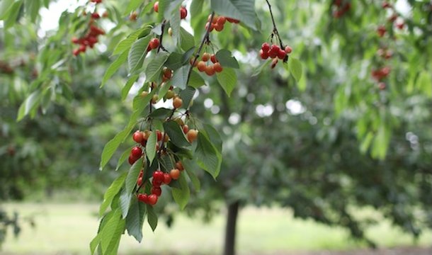Orchard in the hudson valley