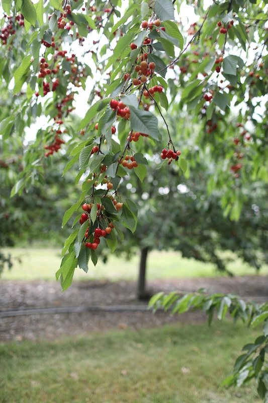 Lawrence Farms Orchards
