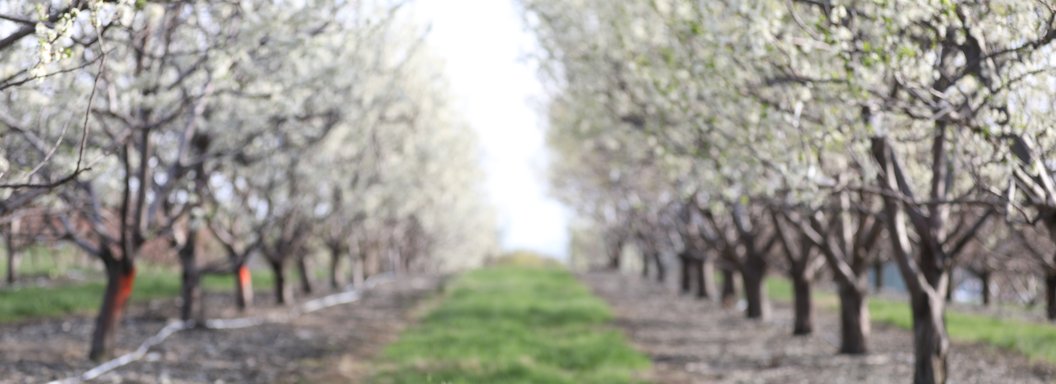 Lawrence Farms Orchards