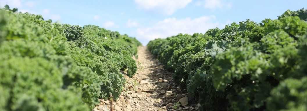 Lawrence Farms Orchards