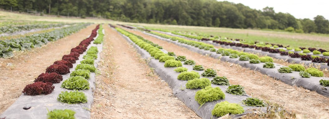 Lawrence Farms Orchards