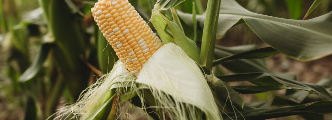 Lawrence Farms Orchards