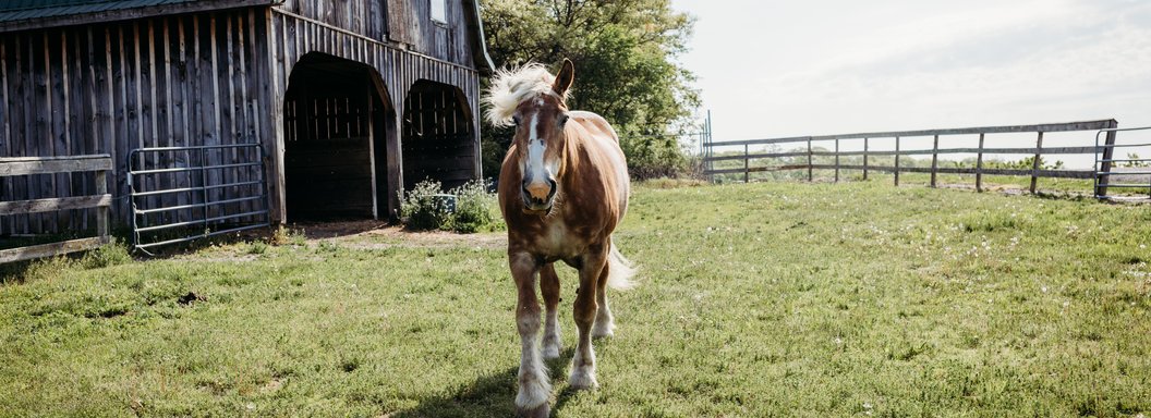 Lawrence Farms Orchards