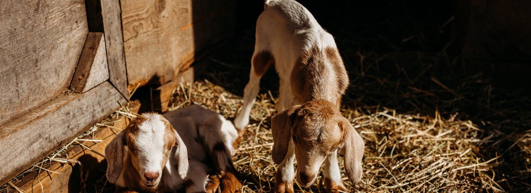 Lawrence Farms Orchards