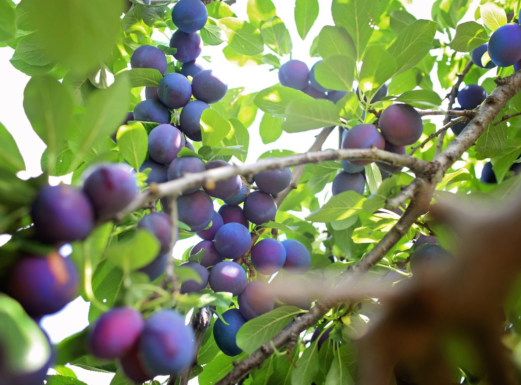 Lawrence Farms Orchards