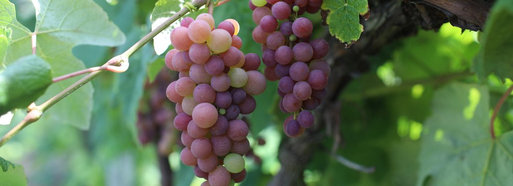 Lawrence Farms Orchards