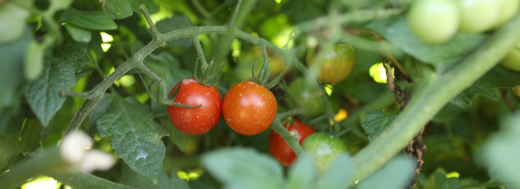 Lawrence Farms Orchards