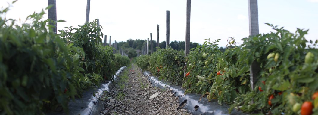 Lawrence Farms Orchards