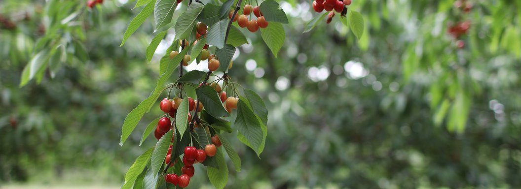 Lawrence Farms Orchards