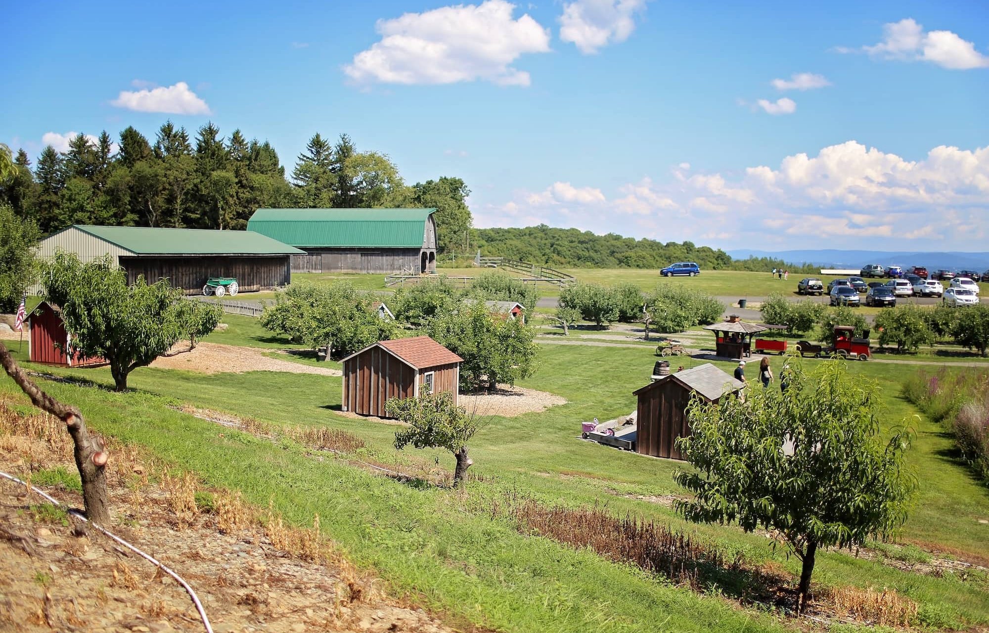 orchard