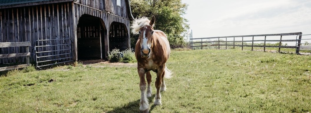 Lawrence Farms Orchards