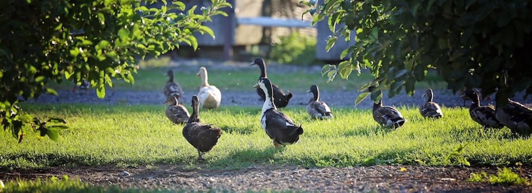 Lawrence Farms Orchards