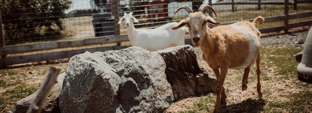 Lawrence Farms Orchards