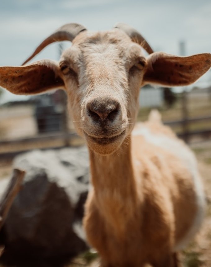Lawrence Farms Orchards