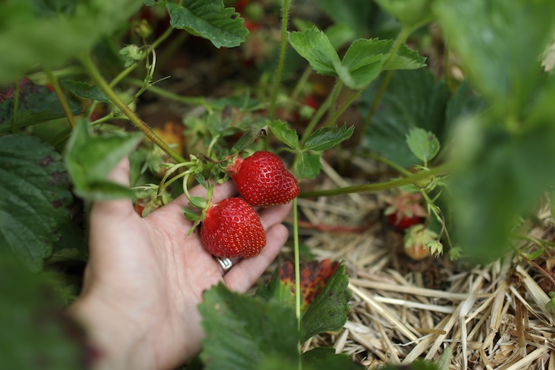 pick your own