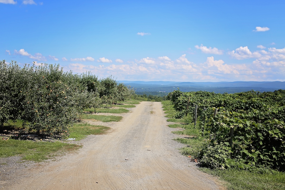 Lawrence Farms Orchards landscape